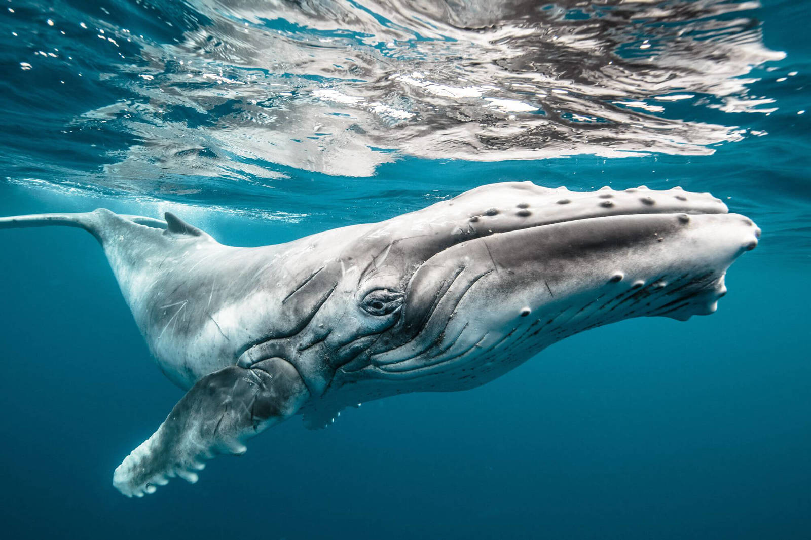 Like a huge whale could sneak up to large shoals of fish?