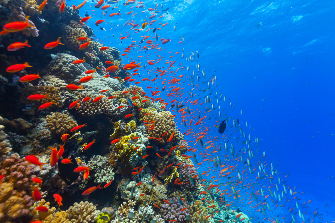 The acidity of the water in the oceans is gradually increasing. How does it affect animals?