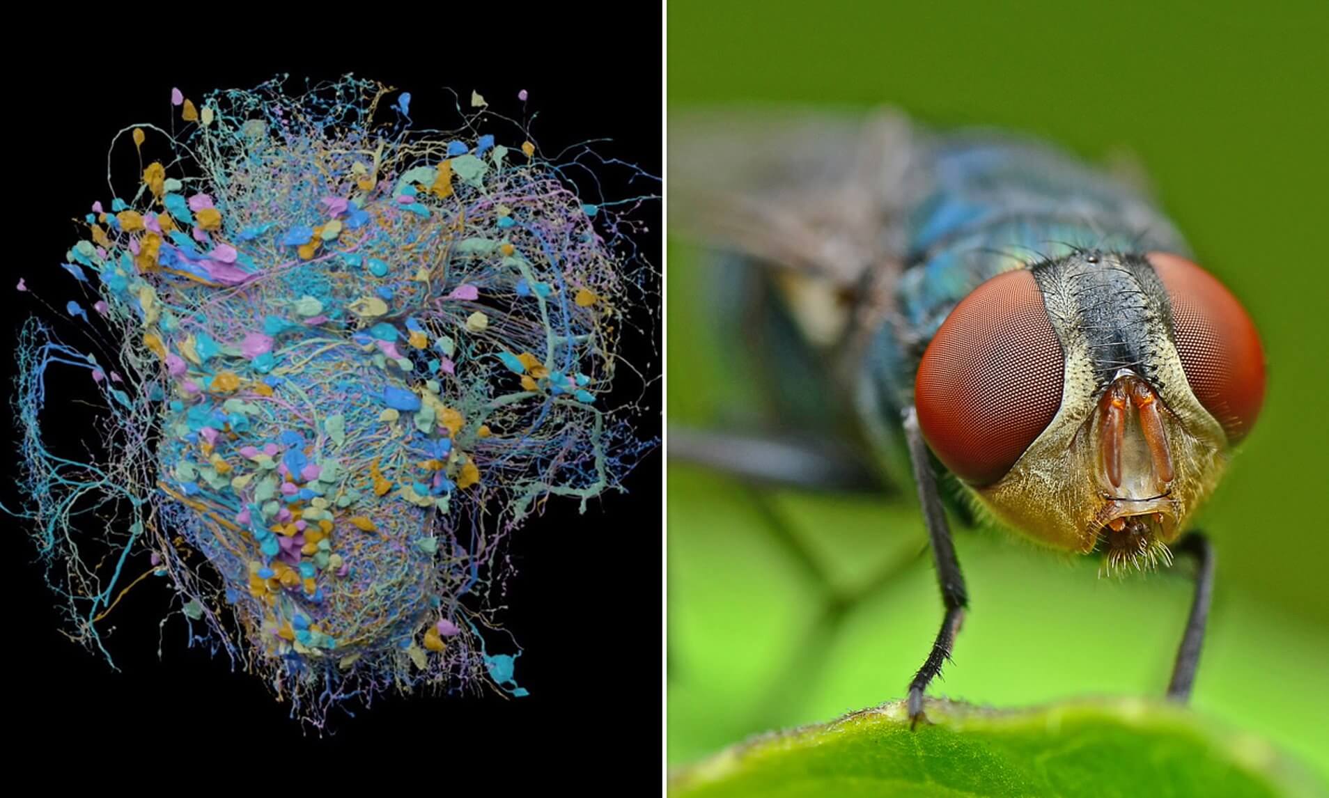 #vidéo | les Scientifiques ont créé un 3D d'une carte du cerveau de la mouche