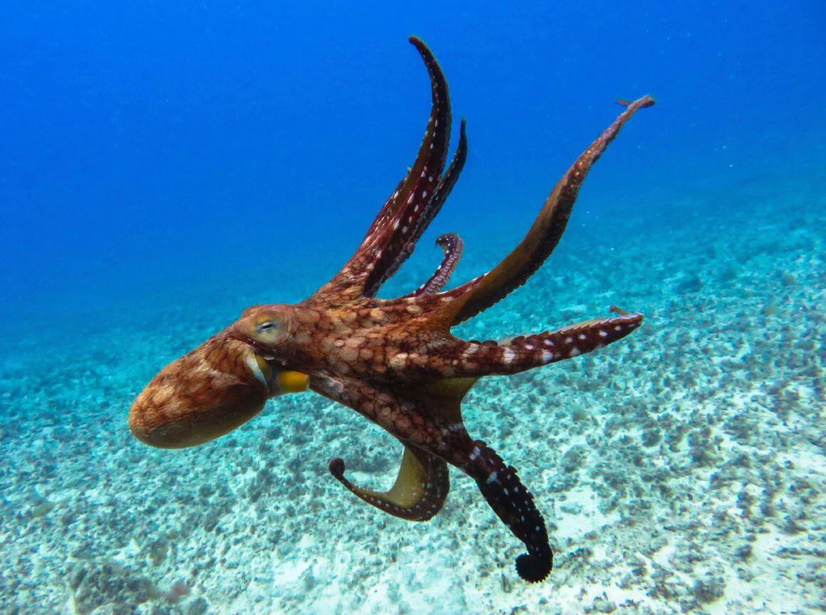 Why people will never be able to domesticate octopuses?
