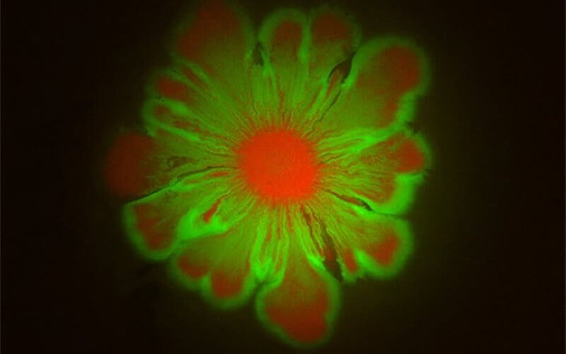 #video | Bakterier kan gå sammen og skabe mønstre i form af blomster