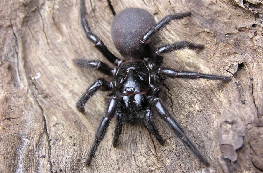 澳大利亚将很快开始入侵的最危险的蜘蛛在世界