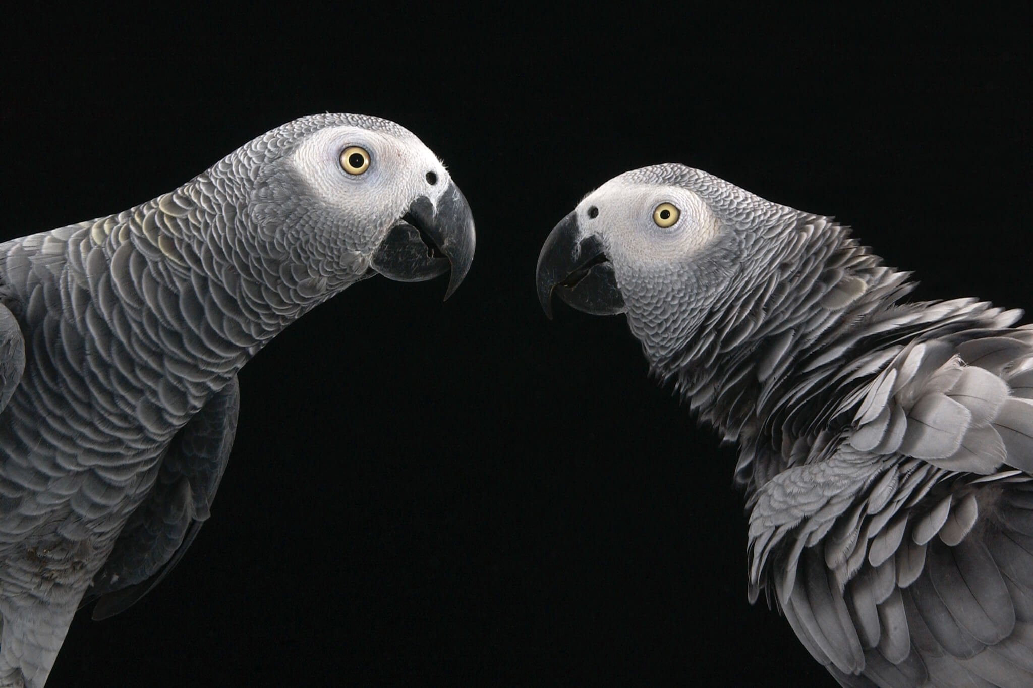 #videos | African grey parrots help each other for free. But why?