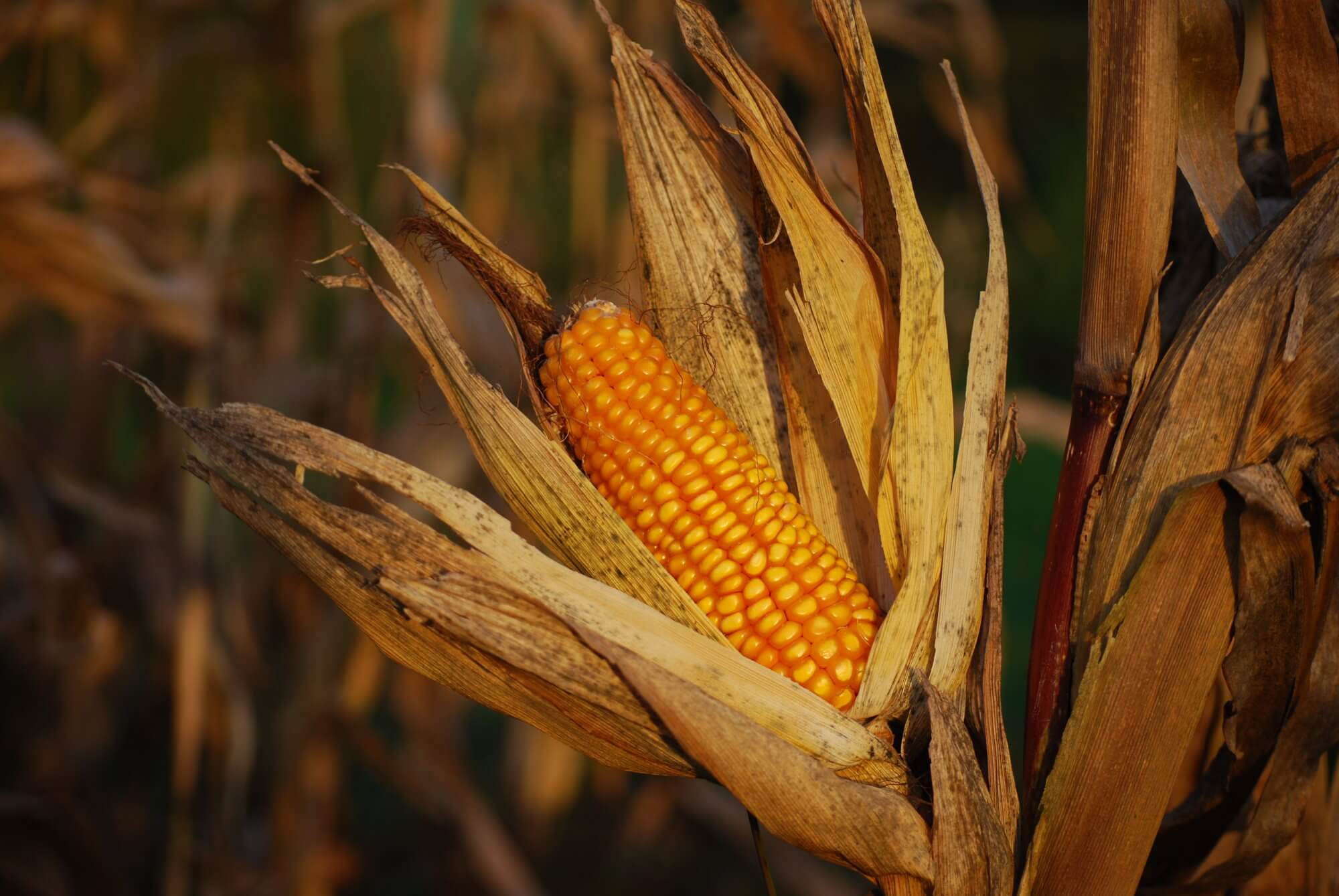 Coniato il modo di coltivare tutte le piante in condizioni di freddo