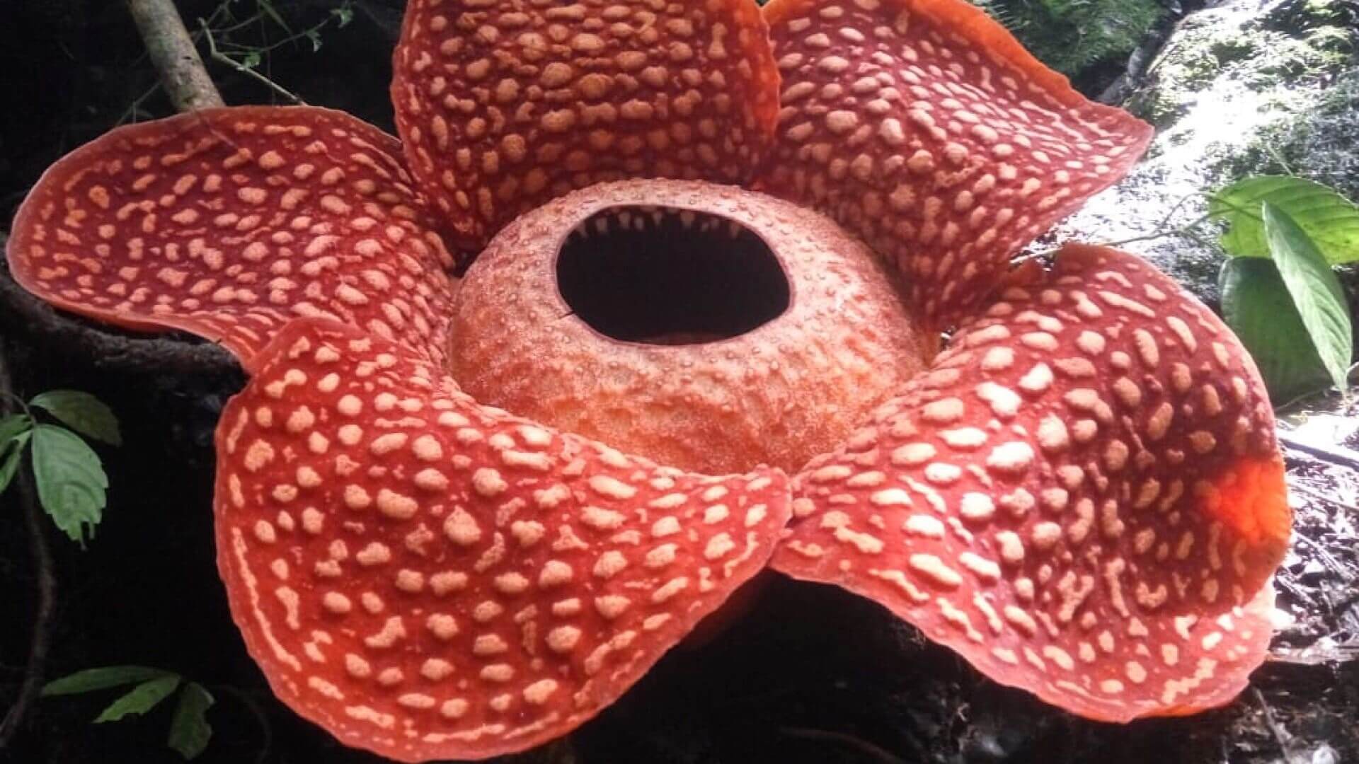 In Indonesia found the largest flower in the world and he smells like corpses