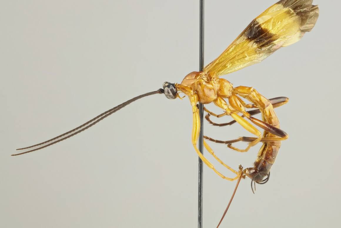In the United States found a new species of wasp that can turn their victims into zombies