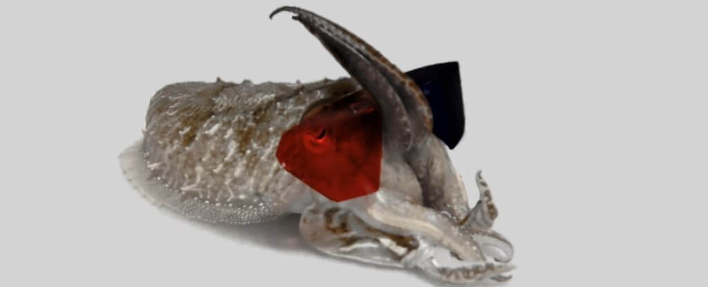 क्यों वैज्ञानिकों डाल पर एक cuttlefish 3 डी चश्मा?