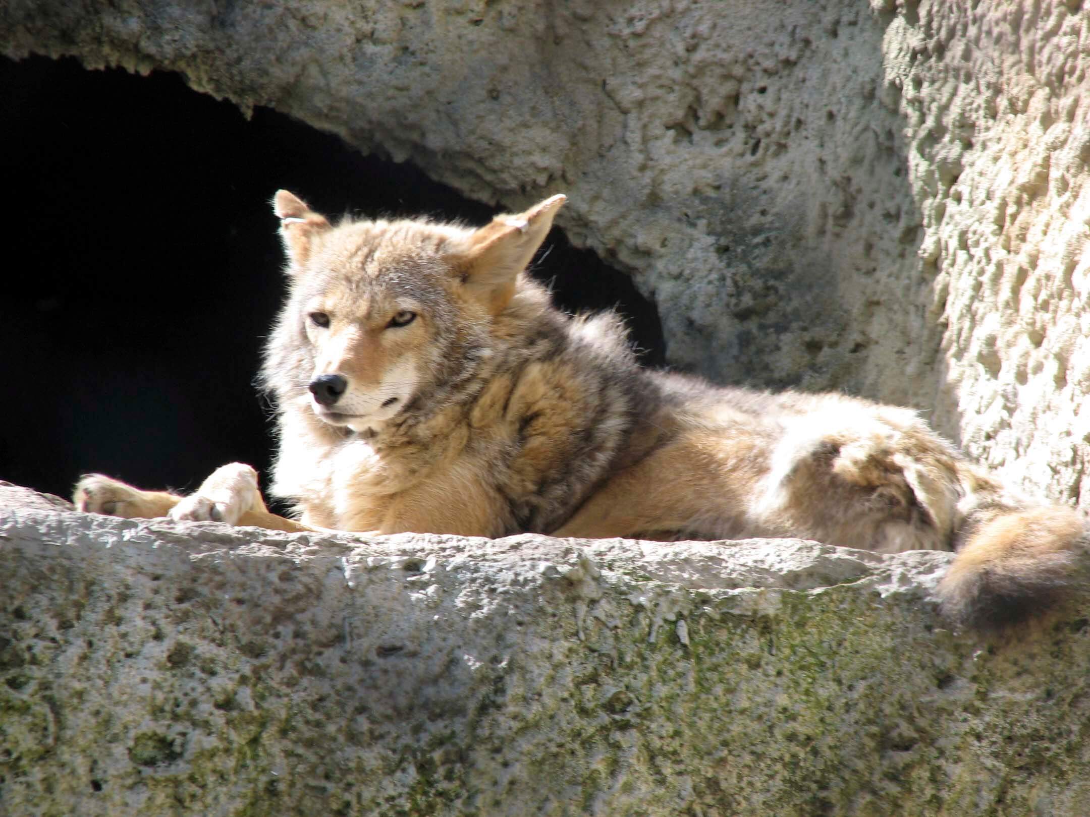 #Video | ob zwei verschiedene Predator helfen einander bei der Jagd?