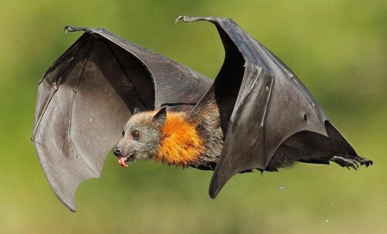 Why are bats considered an ideal disease vector control?