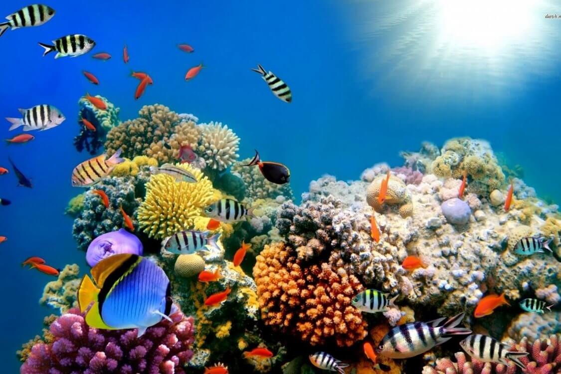 Coral reefs may completely disappear in the year 2100