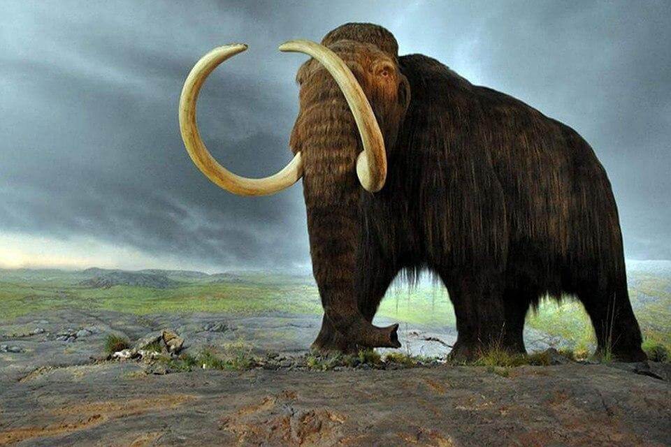 Gli scienziati hanno «resuscitato» geni mammut