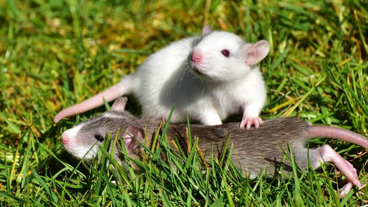 Wissenschaftler haben herausgefunden, dass Ratten in der Lage, auf Gegenseitigkeit