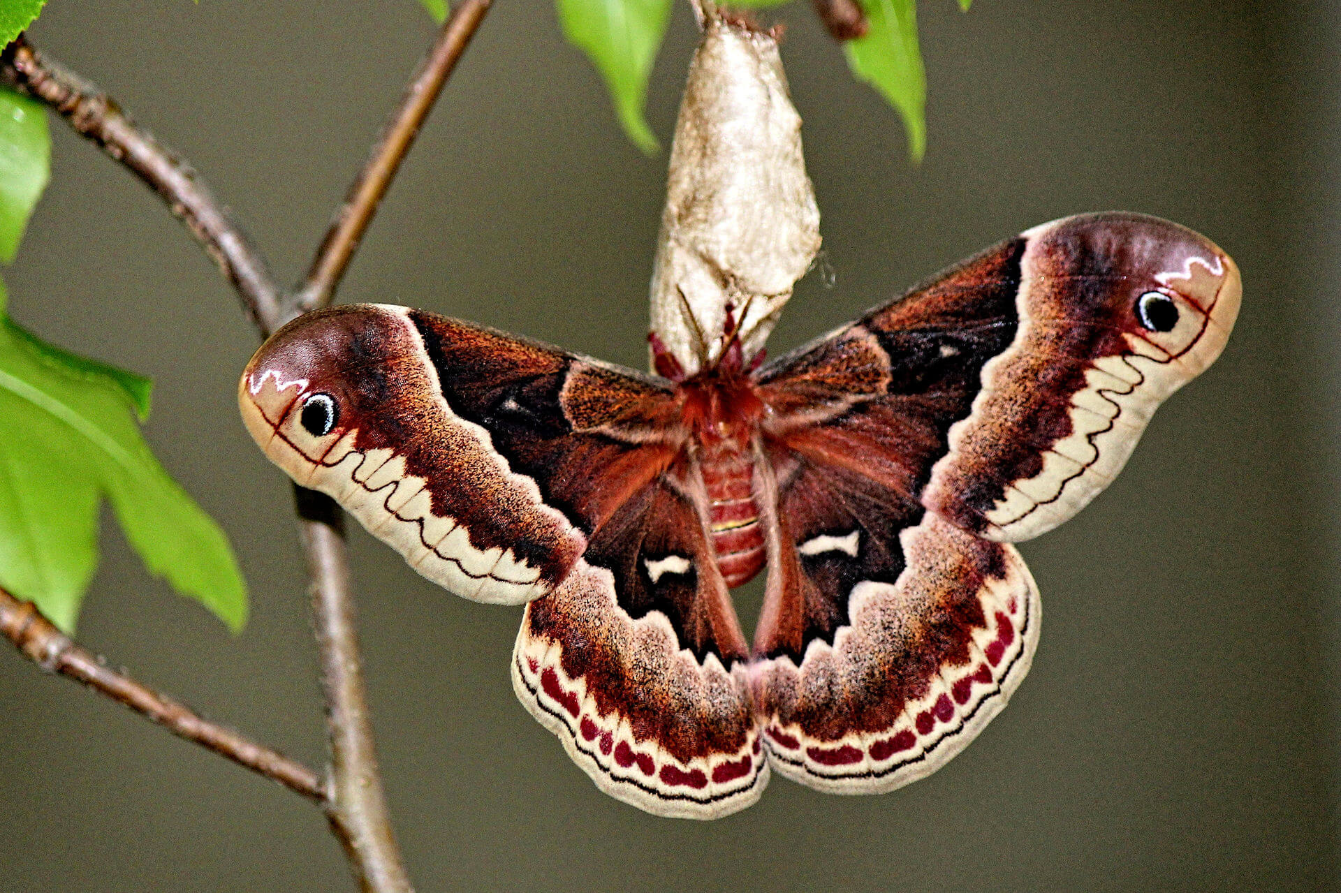 Butterfly I learned how to hide from the bat, using 