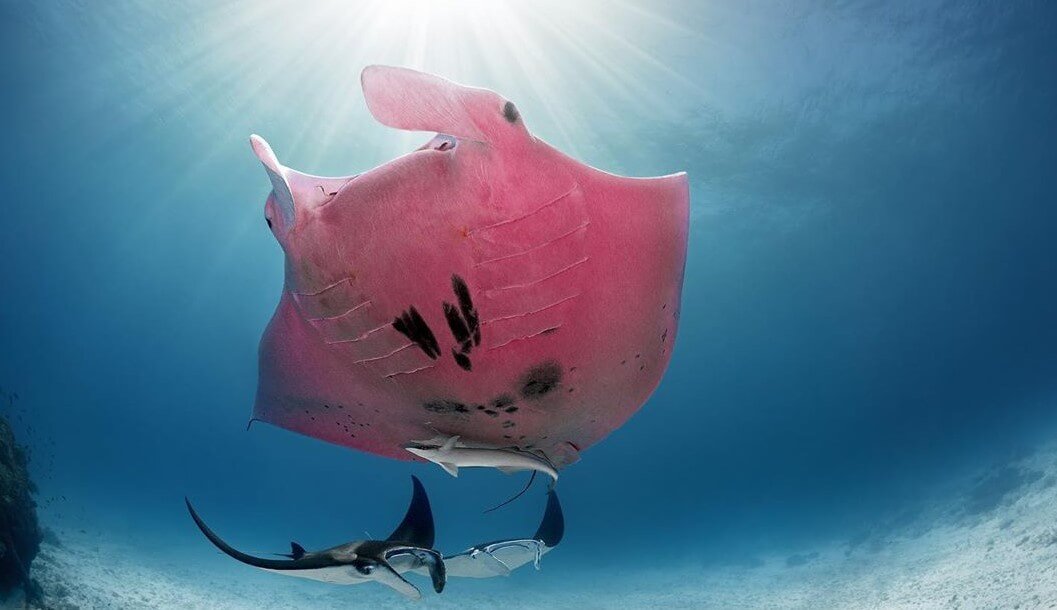 Sur la Grande Barrière de Corail découvert le plus insolite de la rampe. Que la particularité de ce lieu?