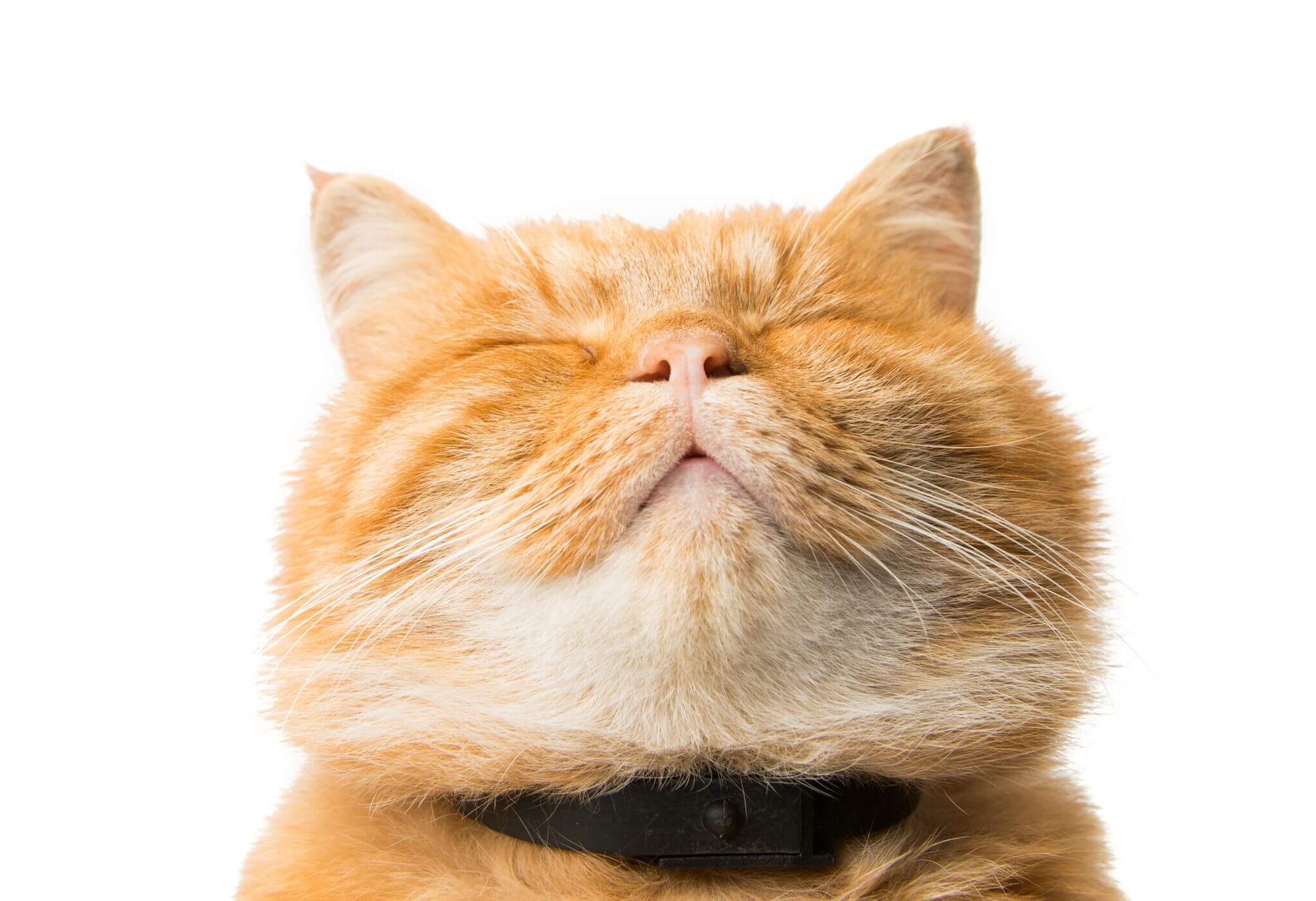 Cats Express your emotions, but can we recognize them?