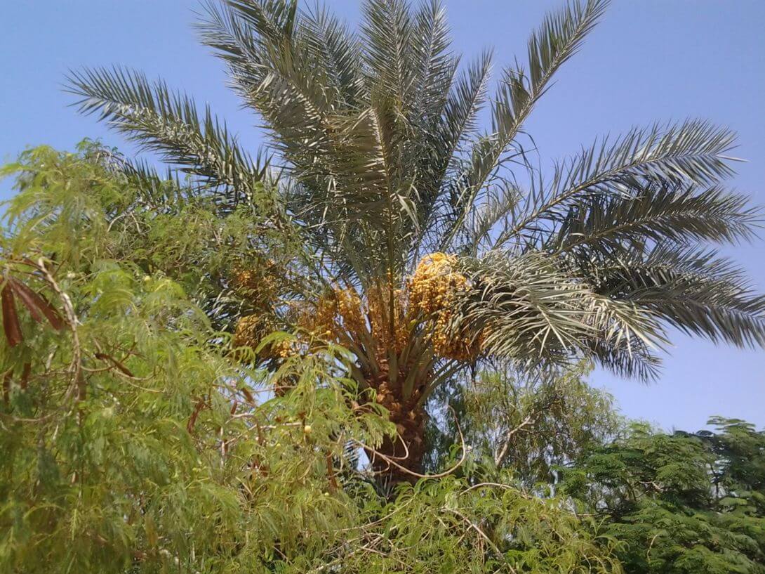 Long-lost fruit-trees were grown from 2000 year old seed