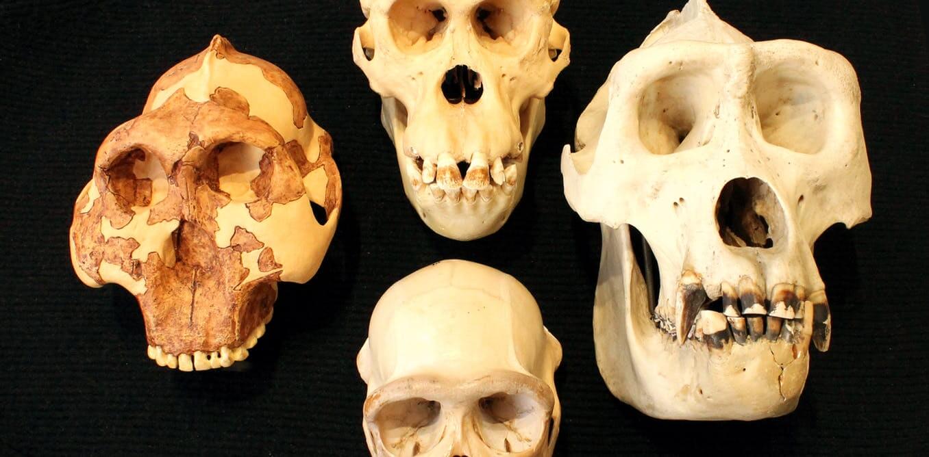 The intelligence of the ancestors of man cannot be judged by the size of the skull