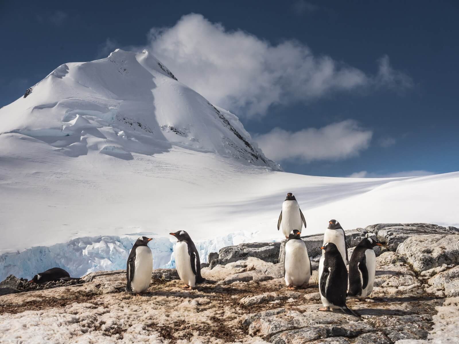 Penguins gör ljud under vatten, och forskarna vet inte varför