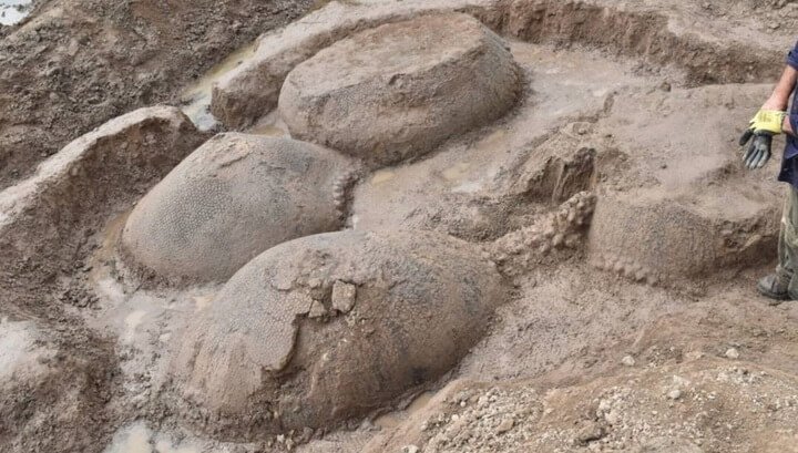 In Argentinien die überreste der Vorfahren der Gürteltiere der Größe mit dem Auto