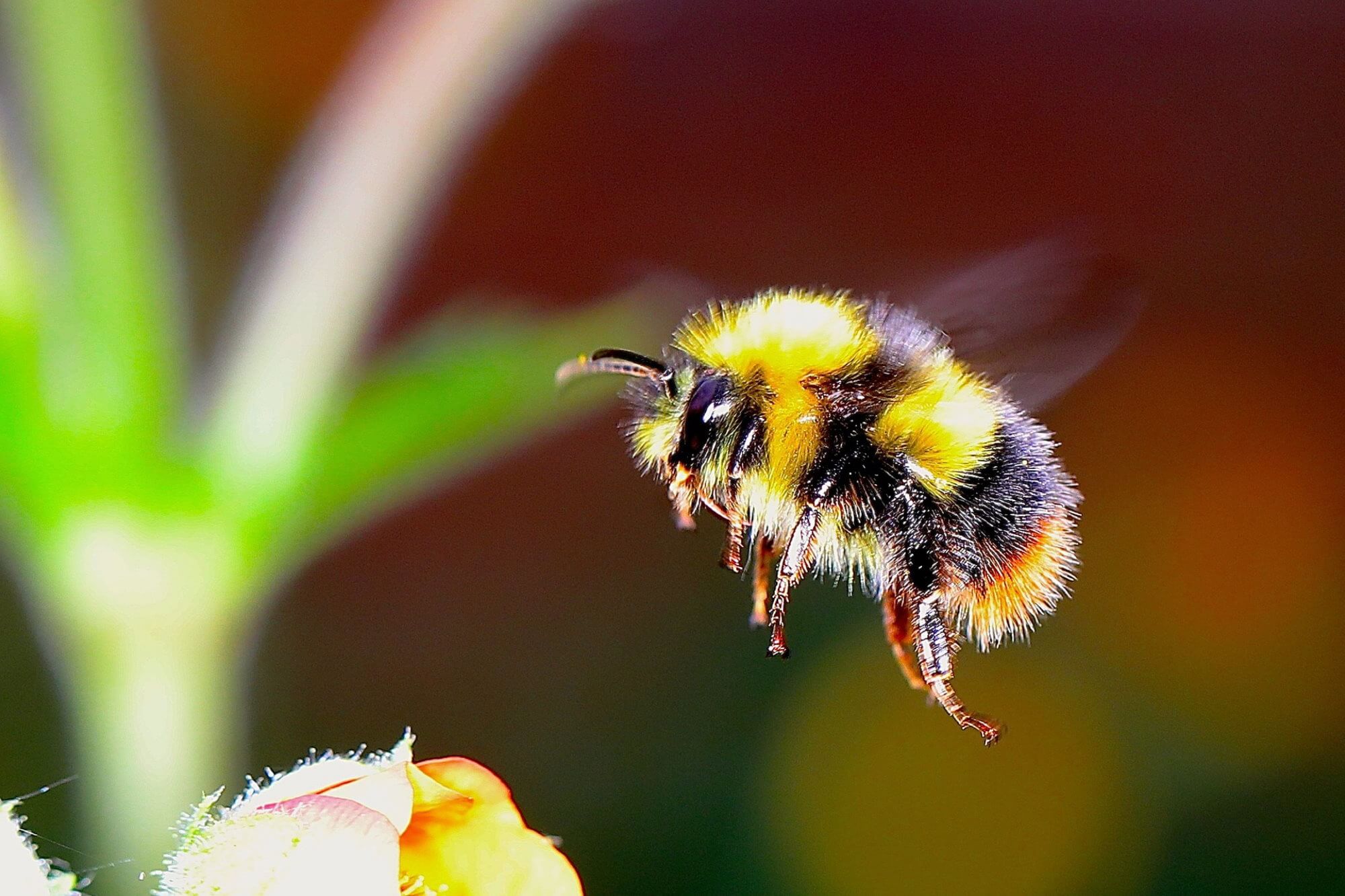 Climate changes pose a threat of extinction even bumblebees
