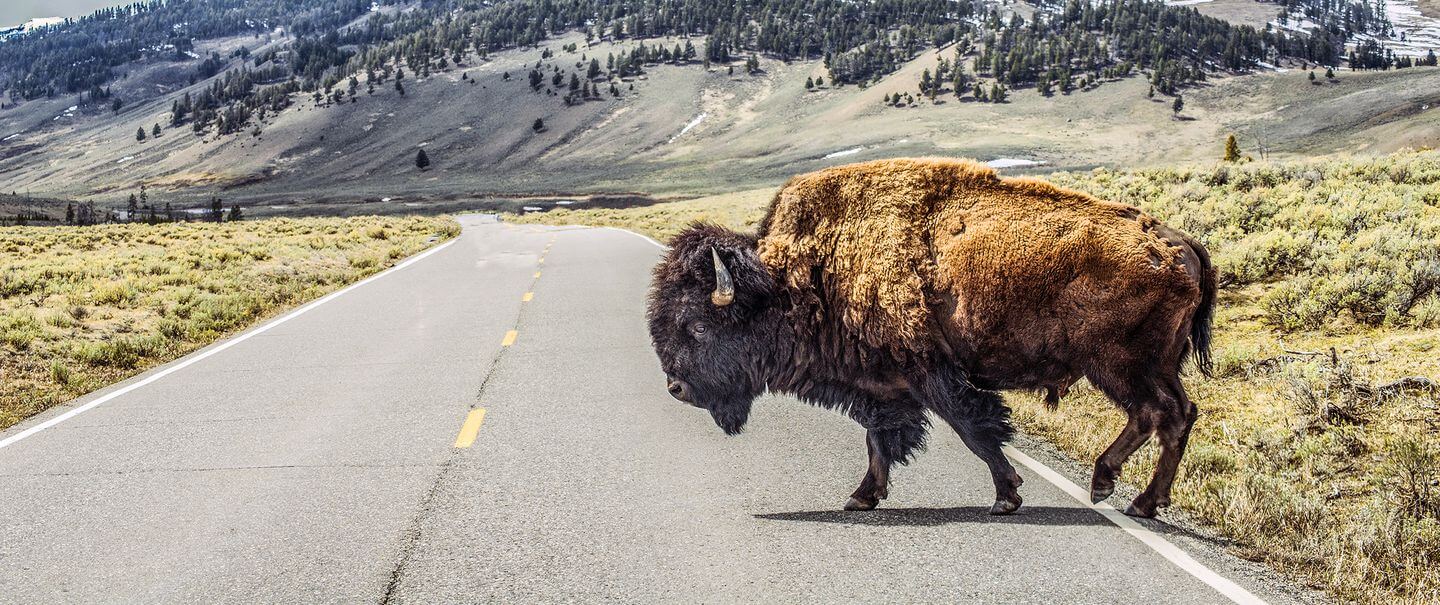 Un tercio de los animales en la Tierra podrían desaparecer en los próximos 50 años, los científicos han descubierto