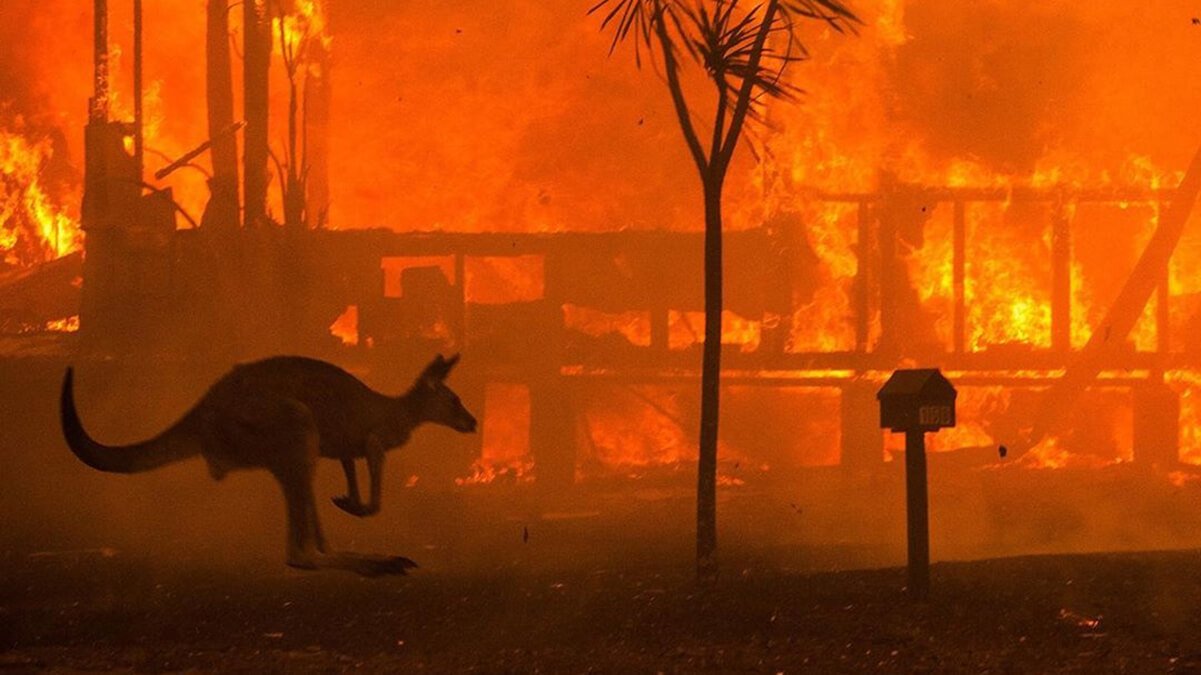 Ob erholen Australische Wälder nach Bränden?