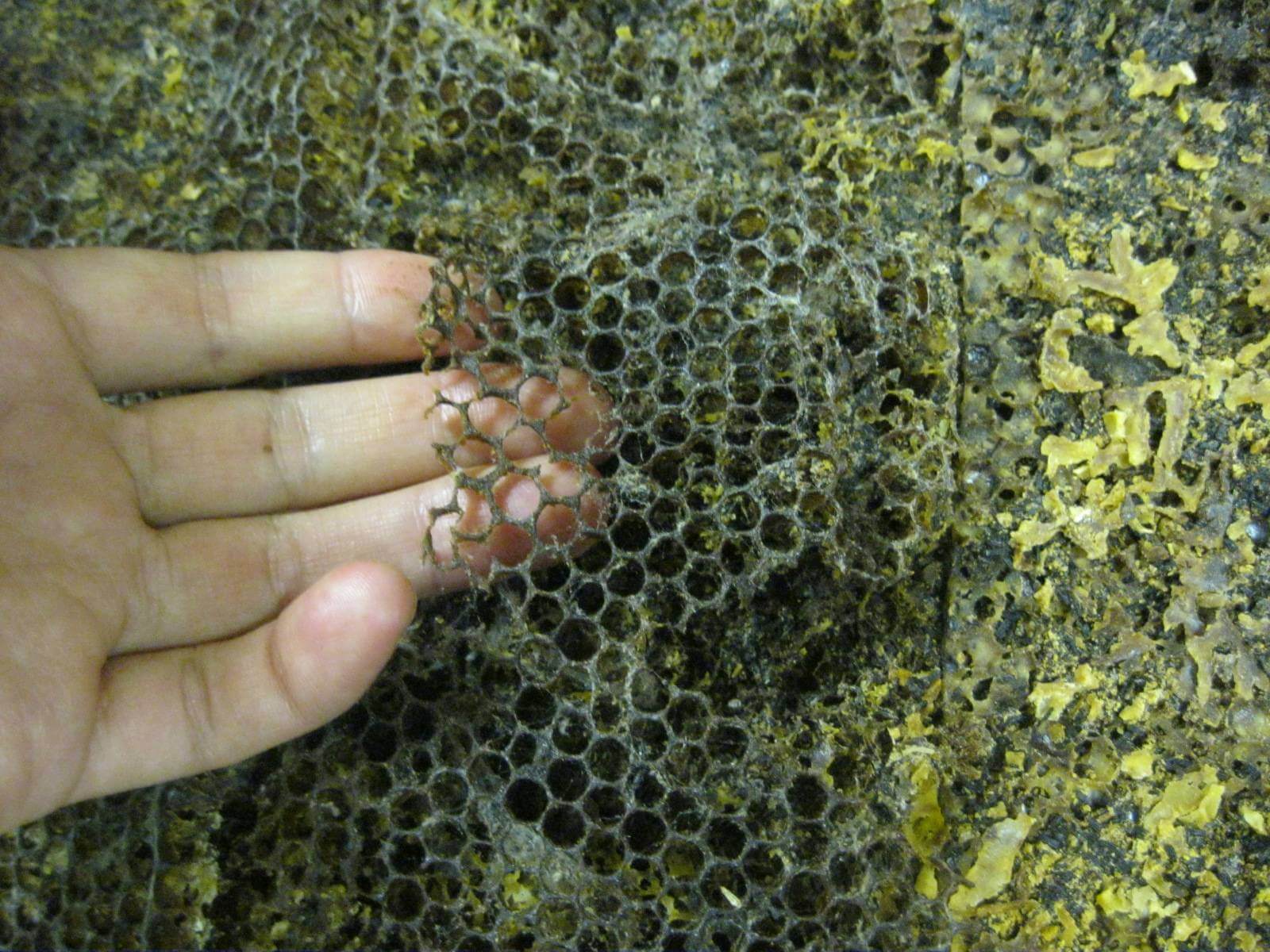 Worm sono in grado di mangiare i rifiuti di plastica e pulire la natura