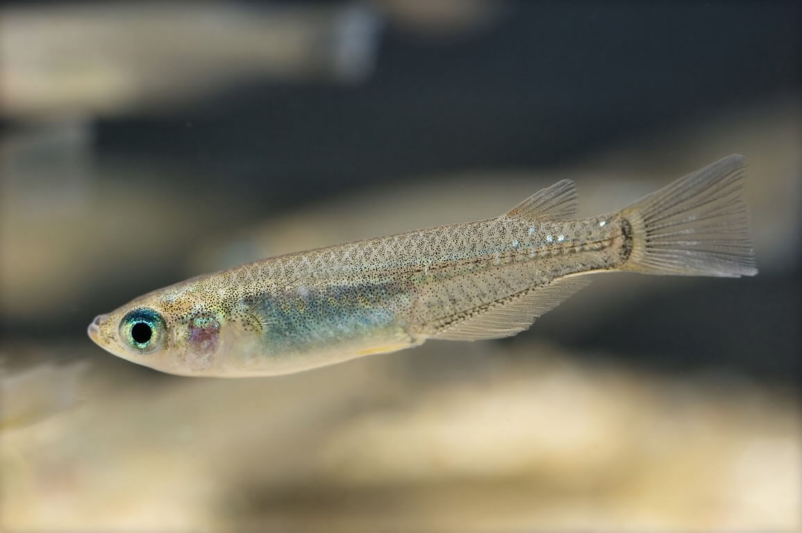 Como de plástico de la basura afecta a la salud de los peces?