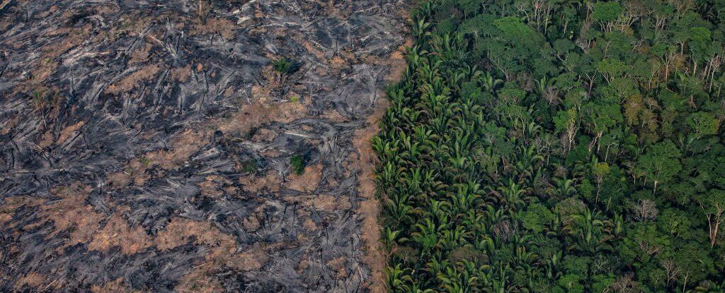 After 50 years, the Amazon forest can become a desert