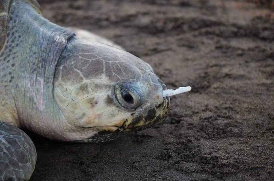 Dlaczego żółwie jedzą plastikowe śmieci?