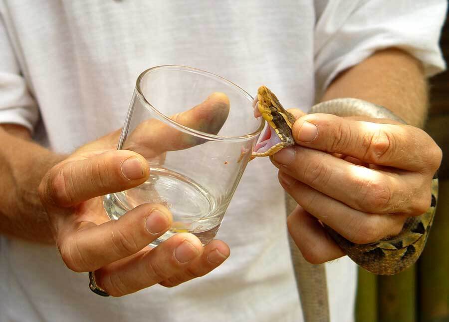 Comment et pourquoi les serpents sécrètent un poison?