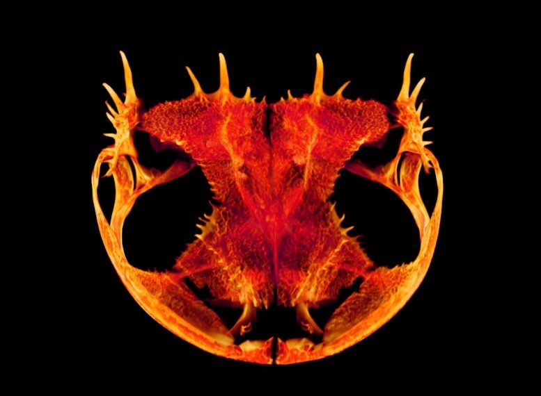 Why are frogs such a strange shape of the skull?