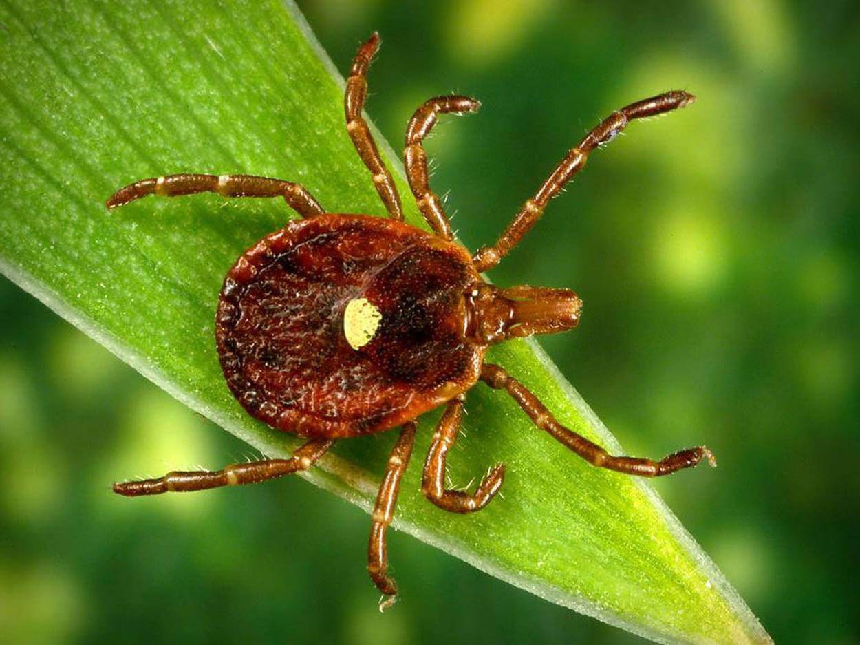 Bilinen bir antibiyotik hastalığı tedavi, karşılaşılan bir lokma keneler