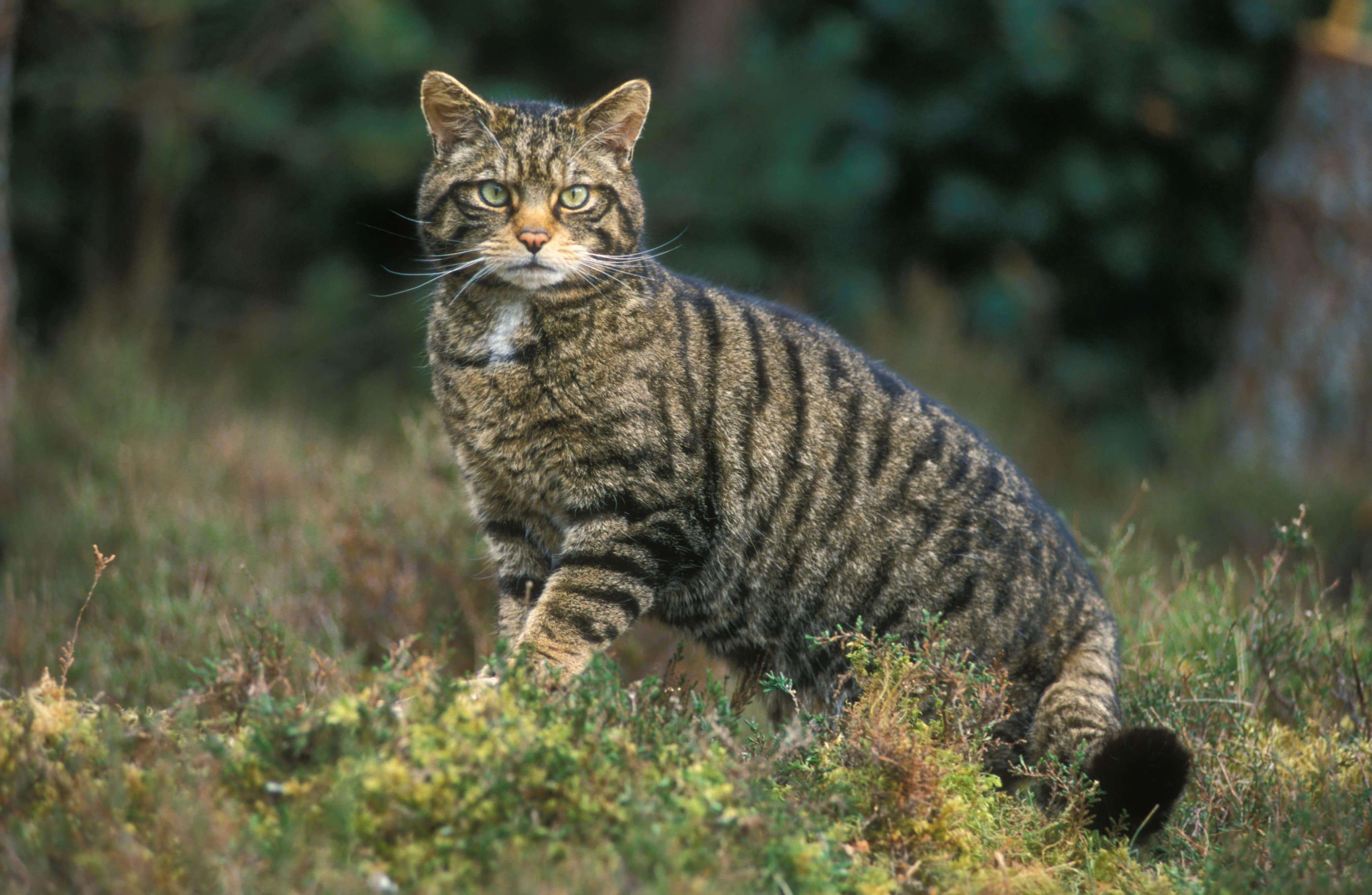 Pourquoi le monde a tellement de chats à pattes blanches?