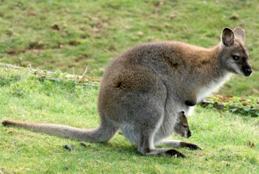 Este animal se queda embarazada de toda la vida sin parar