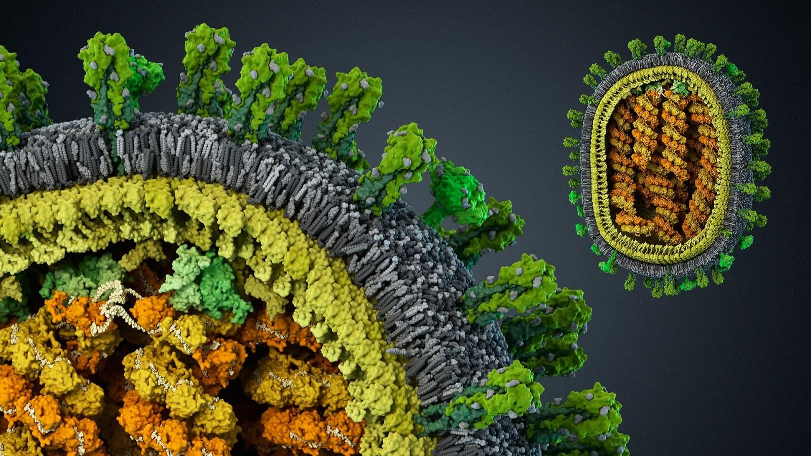 Utviklingen av sykdommen: historien om den sliter med virus