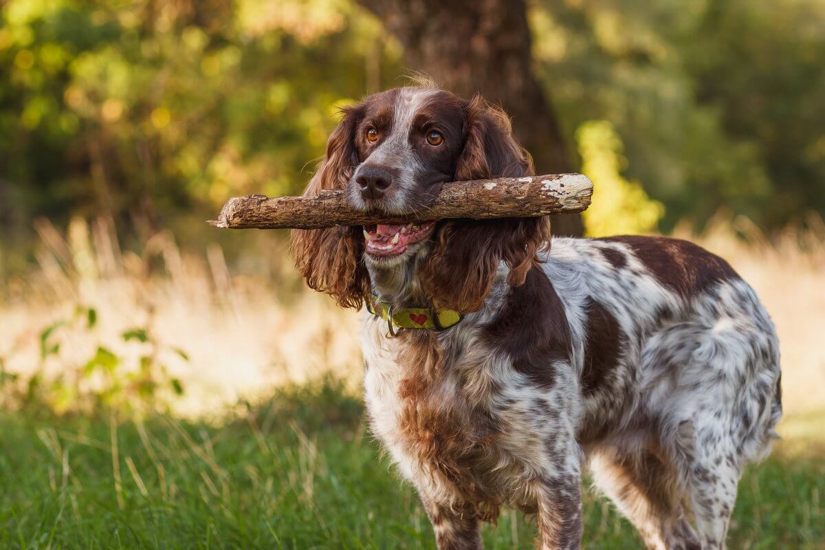 Kan hunde identificere coronavirus lugt?