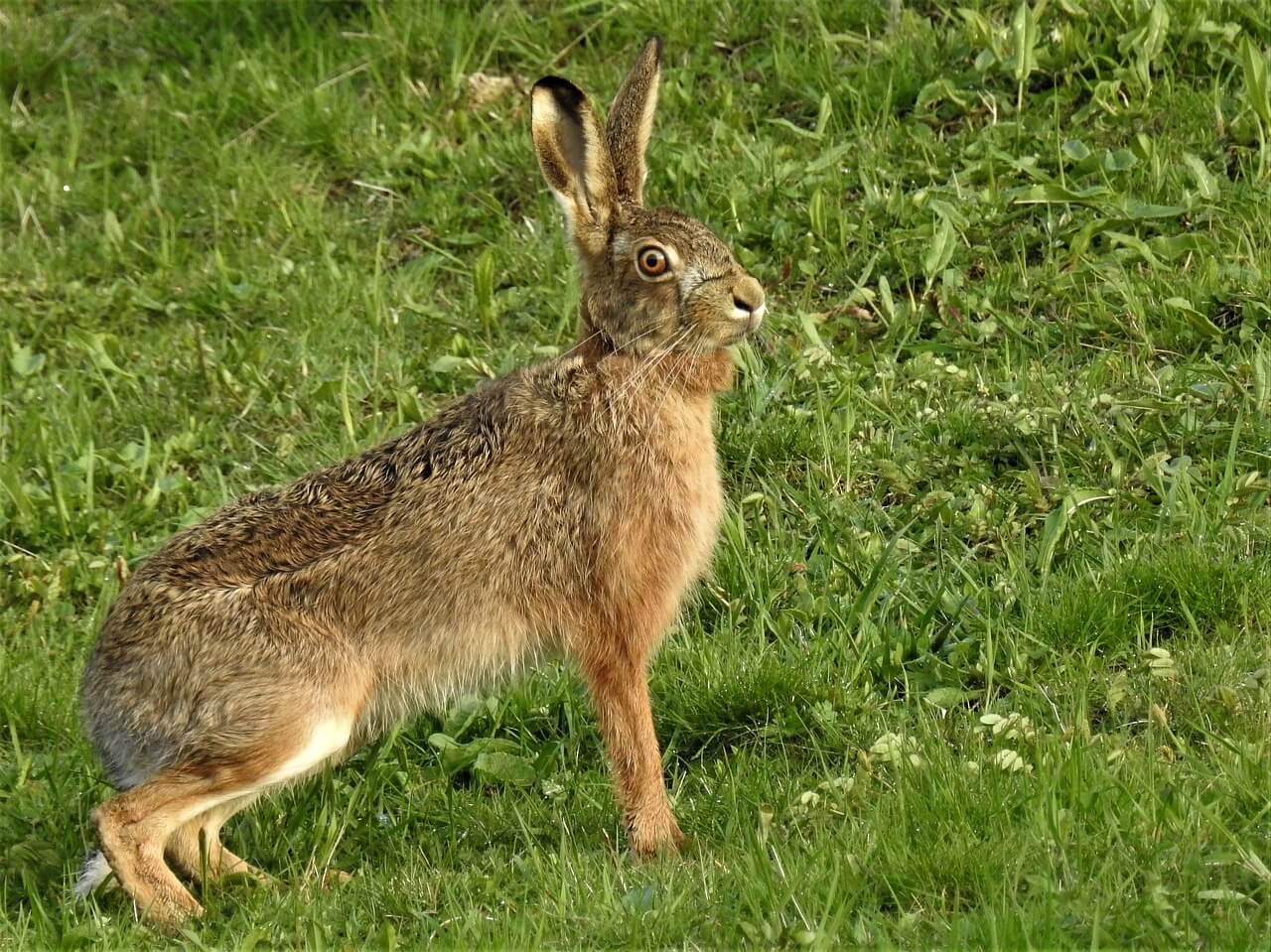 Le plus rapide des animaux dans le monde