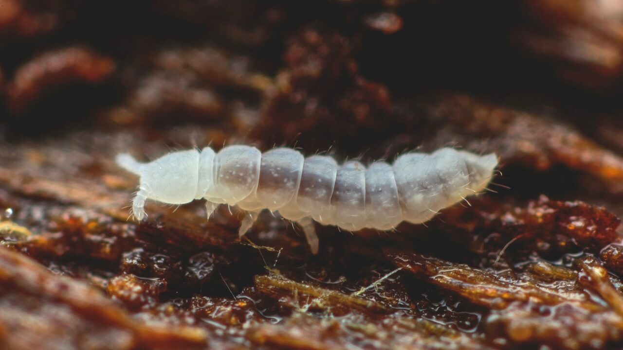 Na Antártida detectado criatura, que tinha sobrevivido 30 de eras glaciais