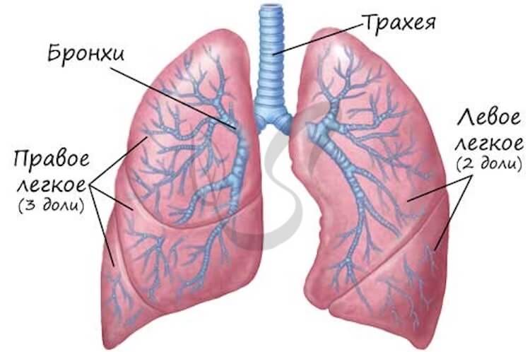 As a transplanted lungs, and who needs it?