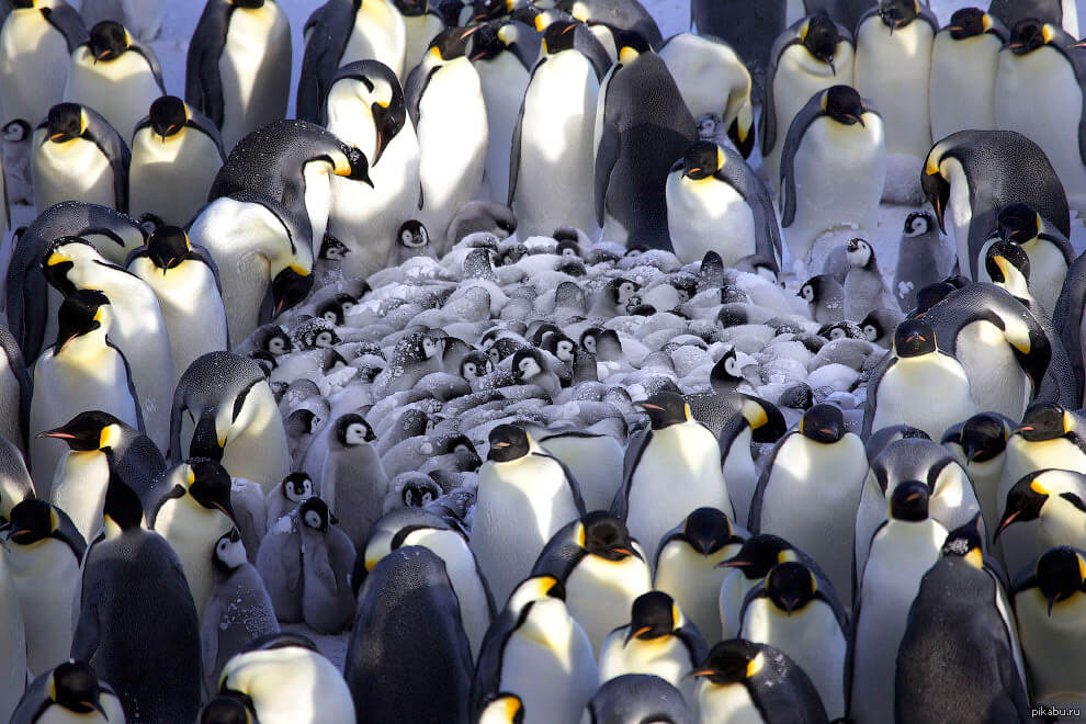 Gør pingviner kommunikere under vandet?