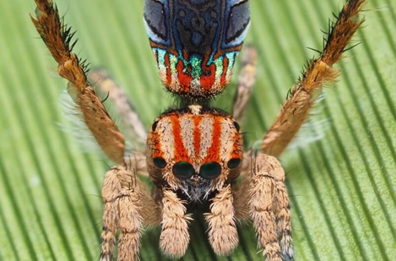 Na Austrália encontrados são muito bonitas as aranhas. Apenas dê uma olhada neles!