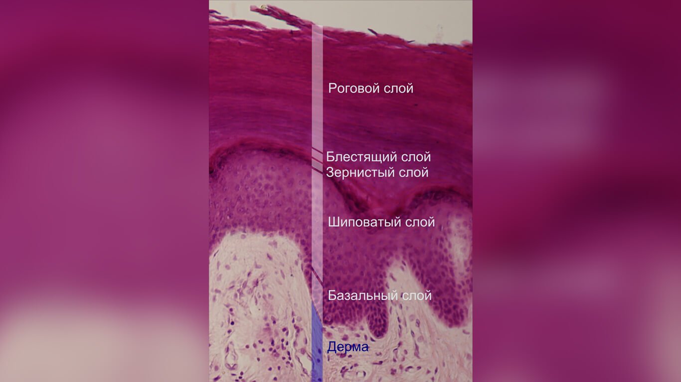 Pourquoi sur la peau se produit des démangeaisons et comme les scientifiques proposent de le traiter?