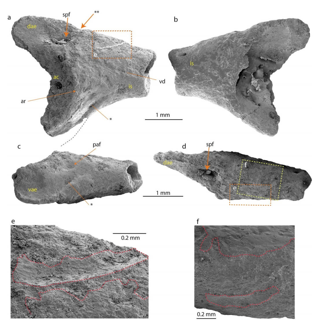 40 milioni di anni fa in Antartide vissuto rana