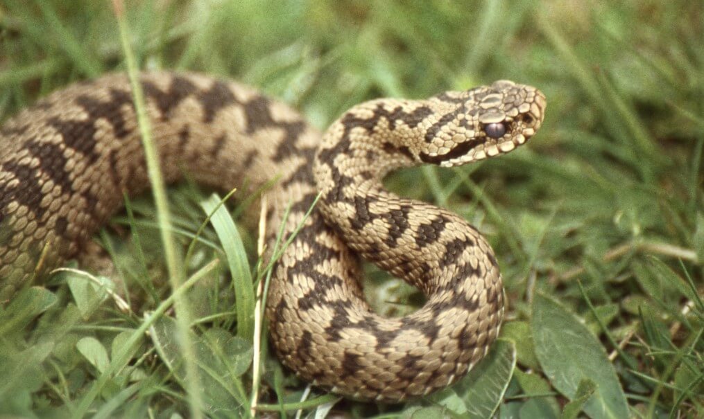 As the patterns on the back of snakes help them to remain unnoticed?