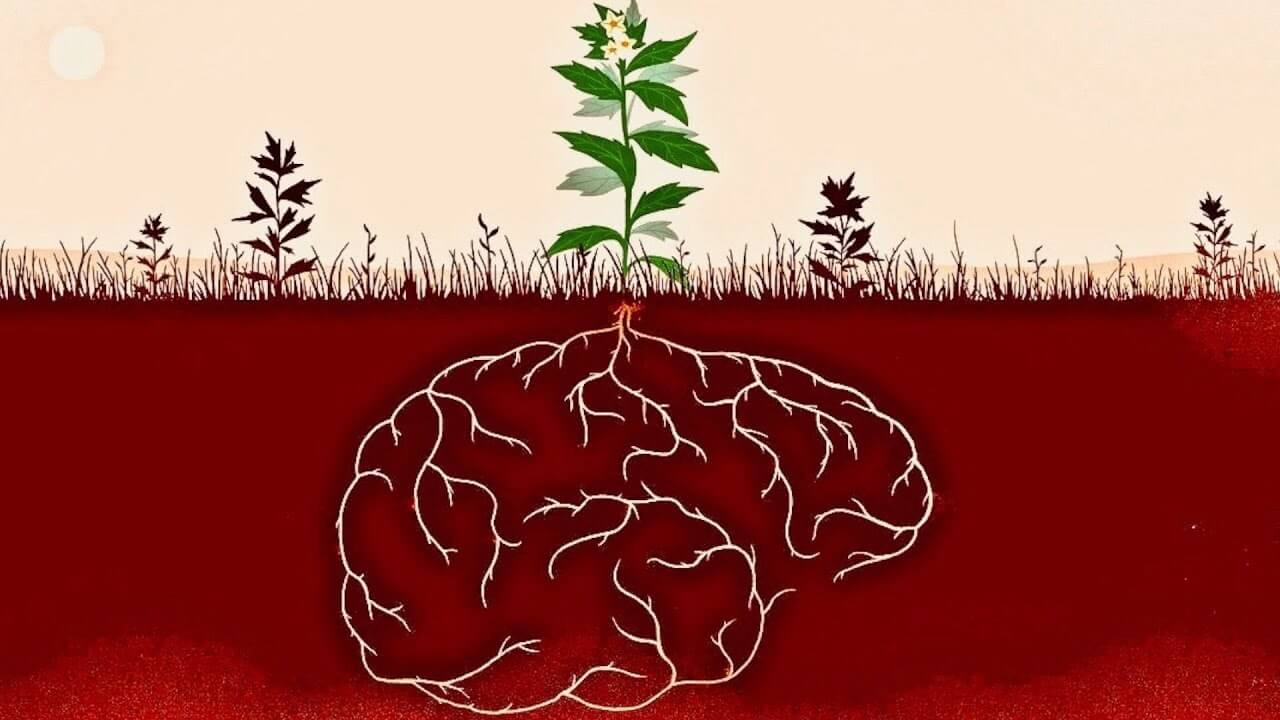 Le piante trasmettono ai discendenti di ricordi freddi inverni