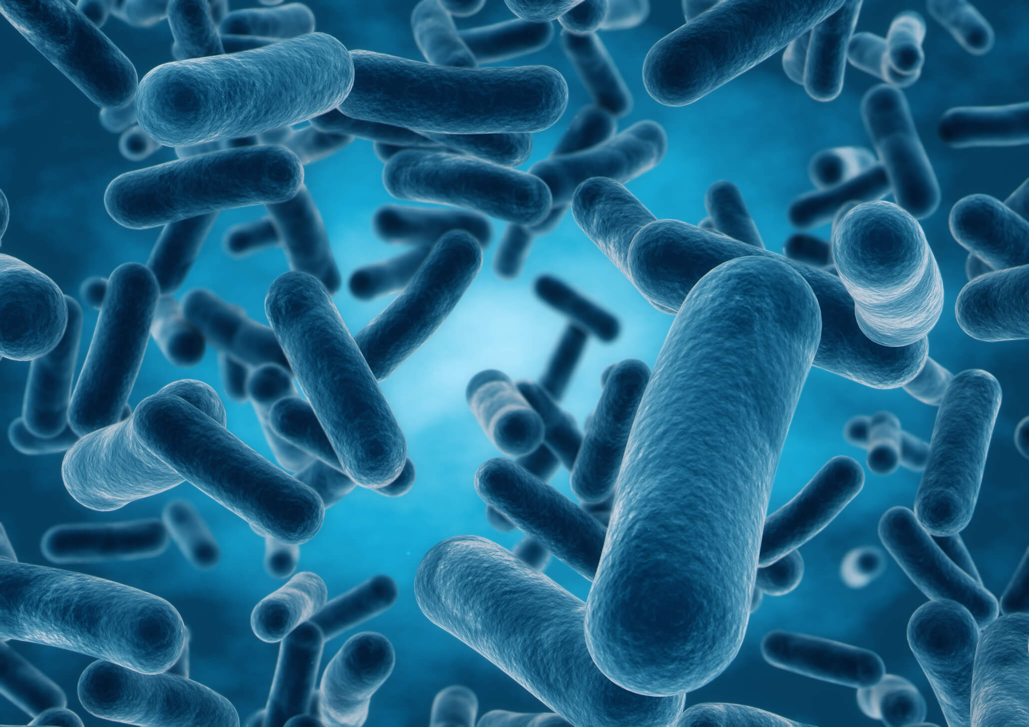 As bacteria in the gut can affect memory?