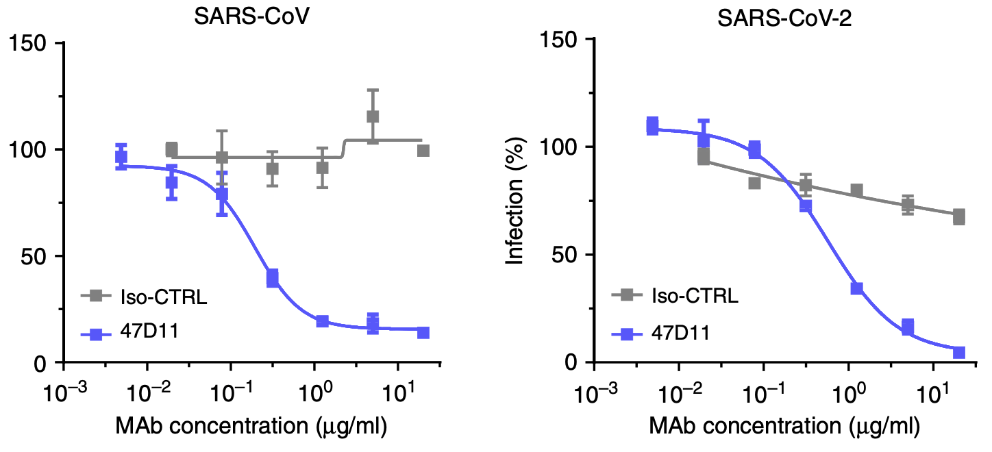 The researchers first created antibodies that can destroy coronavirus