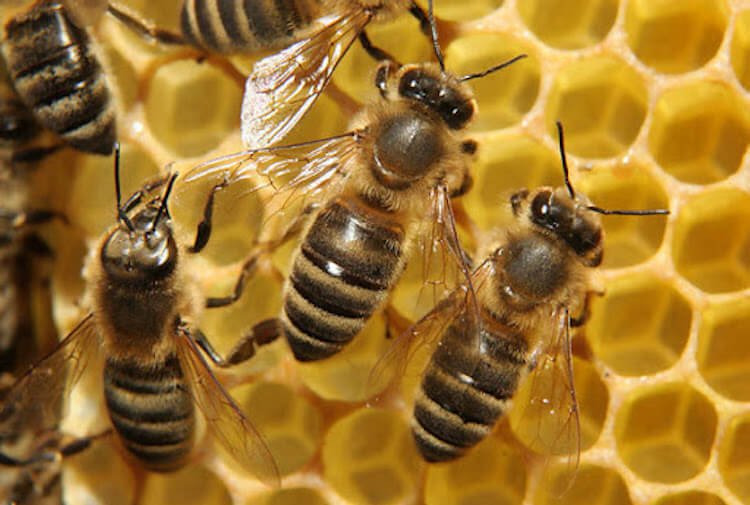 Como las abejas se multiplican sin apareamiento