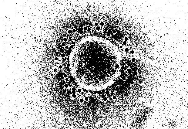 Vi har immunitet mot det nya coronaviruset?